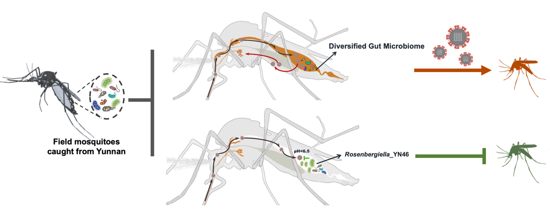 20240419- Rosenbergiella_YN46菌通过分泌RyGDH因子重塑蚊虫肠道微环境，抑制吸血蚊虫感染并传播病毒-程功-科研成果.png